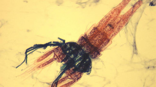 You Swallow These Invisible Shrimp With Every Gulp of NYC Tap Water